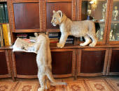 Dos cachorros de león juegan encima de los muebles de una casa en Kharkov, a unos 450 km al noreste de Kiev en diciembre del 2005. Los leoncitos viven en la casa de Tatyana Efremova, una veterinaria que tiene otros animales exóticos en su hogar. REUTERS/Gleb Garanich