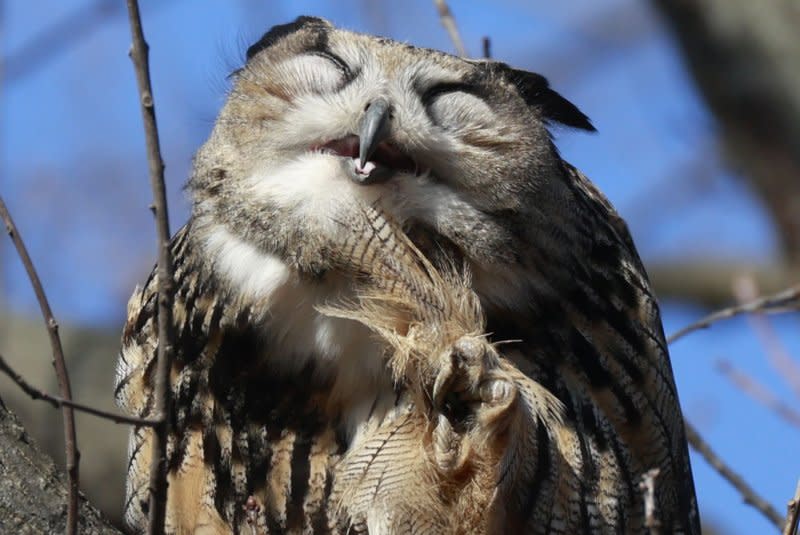Flaco, the Eurasian eagle owl who escaped from its vandalized enclosure at the Central Park Zoo, sits on a tree branch in the north west area of Central Park on February 20, 2023 in New York City. He died Friday after colliding with a building.File Photo by John Angelillo/UPI