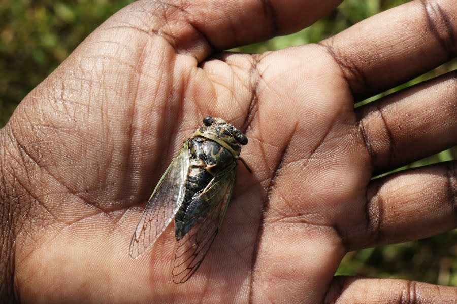 Woman holds a Dog-day cicada (Tibicen canicularis) in Toronto, Ontario, Canada, on August 18, 2021. (Photo by Creative Touch Imaging Ltd./NurPhoto via Getty Images)