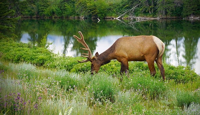 Montana elk grazing in early summer