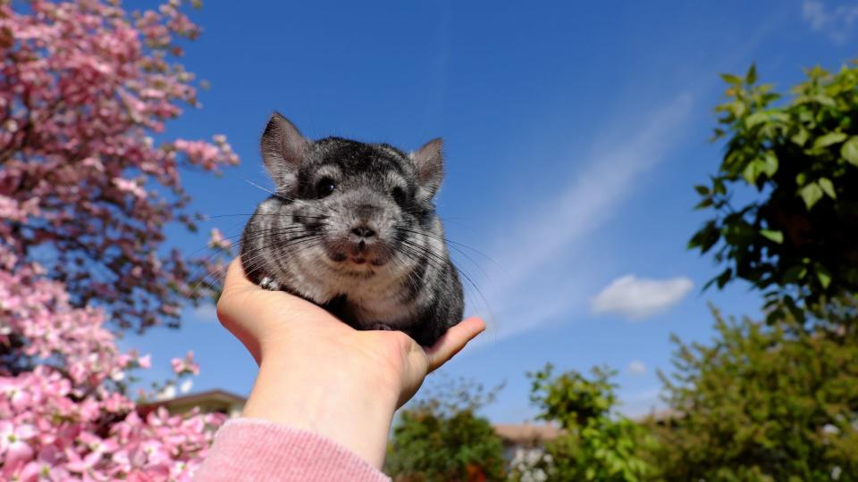 Chinchilla held up in the air with the blue sky behind it — Best small pets