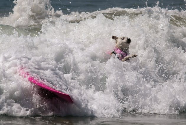 A dog wipes out during the annual Surf Dog Competition in Huntington Beach, California, on September 25, 2016. <a href="http://www.theatlantic.com/photo/2016/09/photos-of-the-week-924-930/502466/?utm_source=yahoo" rel="nofollow noopener" target="_blank" data-ylk="slk:See more of the week’s best photos here.;elm:context_link;itc:0;sec:content-canvas" class="link ">See more of the week’s best photos here.</a> (David McNew / Getty)