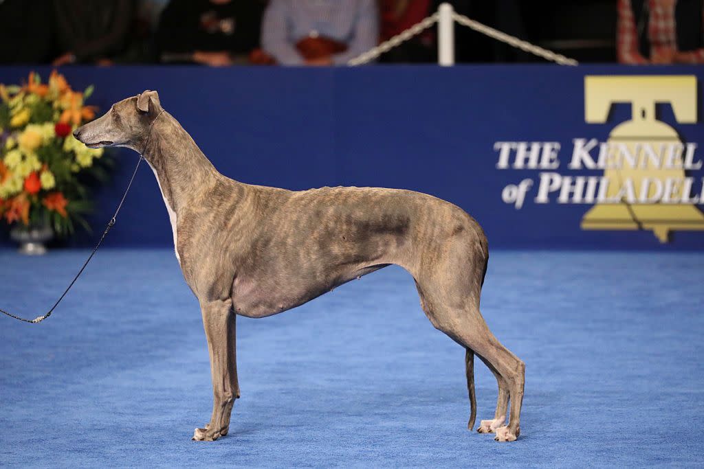 tallest dog breed greyhound standing on blue carpet at a dog show