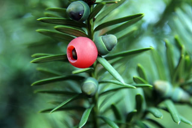 <p>Getty</p> Yew tree berries