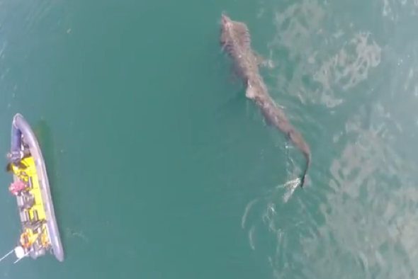 Drone footage captures huge basking shark swimming in Ireland