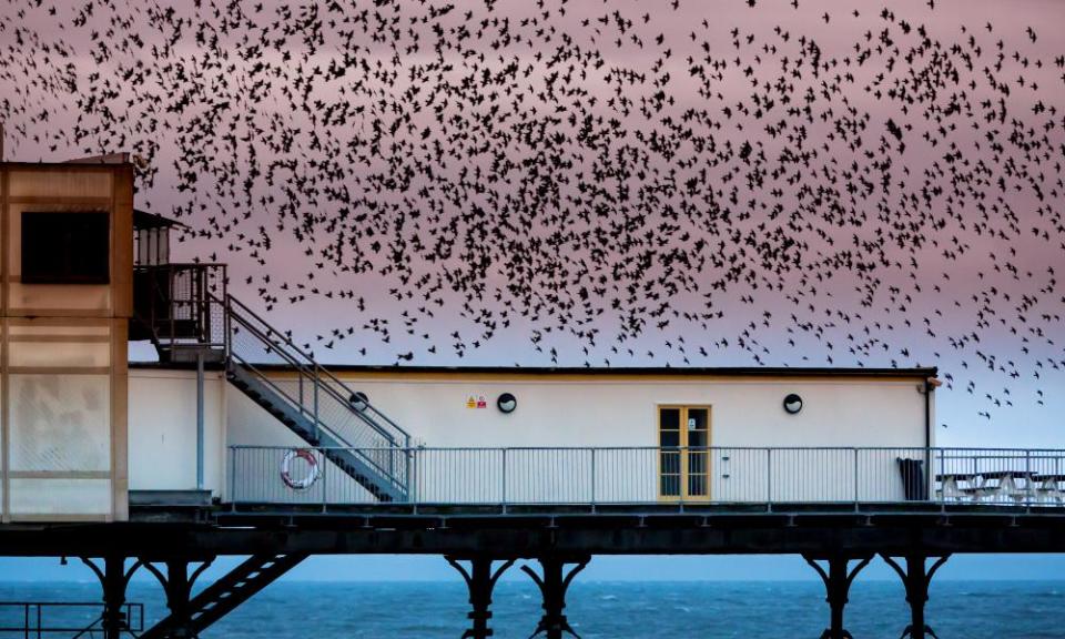 A murmuration of starlings over Aberystwyth pier.