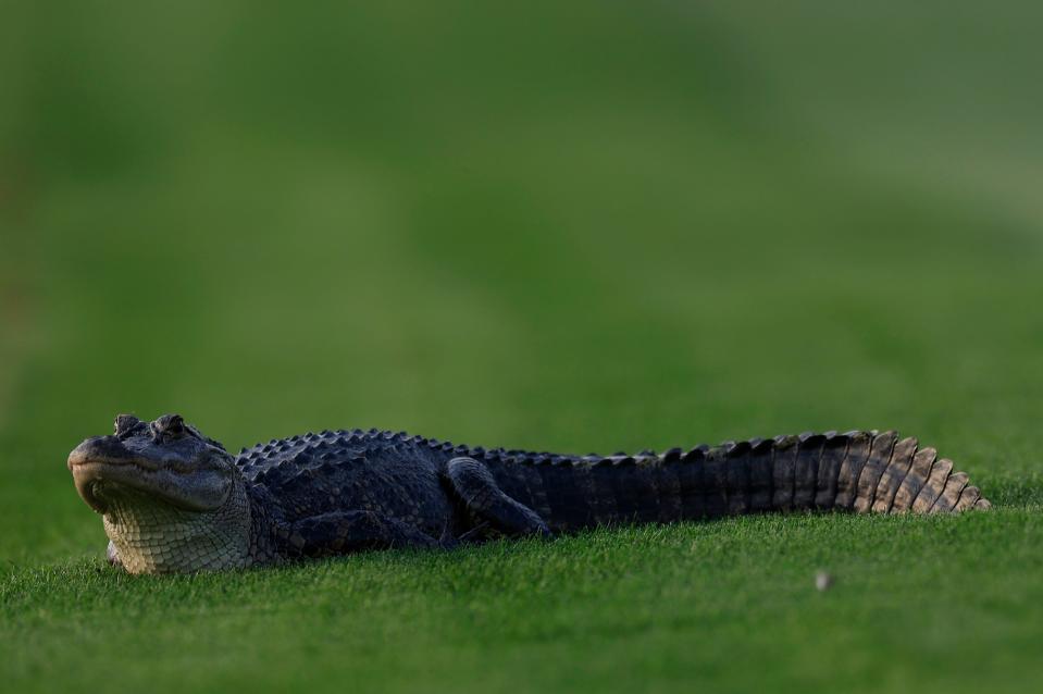 An alligator hangs out on the 18th fairway during the second round of The Players Championship on Friday.