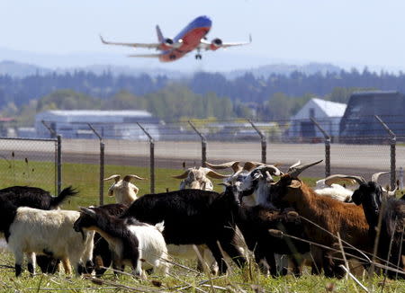 A plane takes off as a herd of goats grazes at the Portland International Airport in Portland, Oregon April 17, 2015. REUTERS/Steve Dipaola