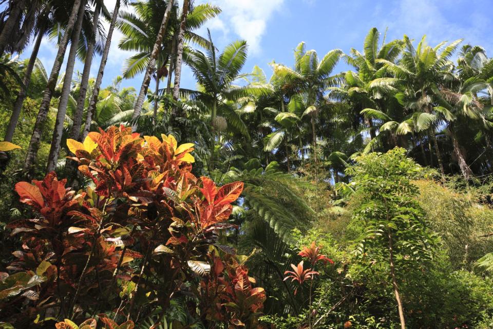 <p>The Hawaii Tropical Botanical Garden sits on 17 acres and it includes not only its own garden, but a nature preserve as well. With a plethora of waterfalls, streams, and a boardwalk situated on the Pacific coast, this virtual tour is certainly a calming one, both visually and audibly. In 1977, Dan J. Lutkenhouse purchased the property that later became the garden, which was created by Lutkenhouse himself. Following the public opening of the Hawaii Tropical Botanical Garden in 1984, the Lutkenhouse family left the property to a nonprofit trust in 1995. Expect to see more than 2,000 plant species, including over 80 species of heliconias and bromeliads, not to mention coconut and mango palm trees that have been around for over a century.</p><p><a class="link " href="https://www.youtube.com/watch?v=BtZ0dcUzGX8" rel="nofollow noopener" target="_blank" data-ylk="slk:TOUR NOW;elm:context_link;itc:0;sec:content-canvas">TOUR NOW </a></p>