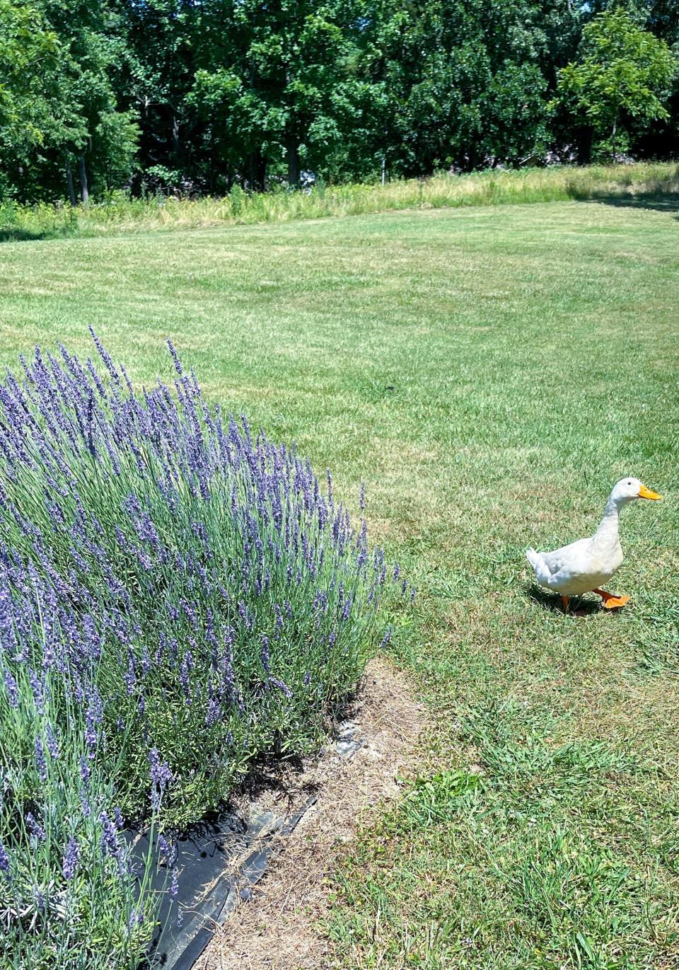 Leo explores the MGM Lavender Farm in Halls, June 20, 2022.