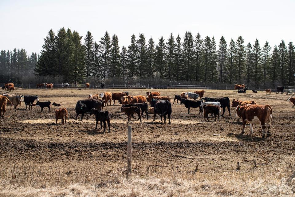 Cattle roam in a field near Pigeon Lake in central Alberta in 2022. Experts and the provincial government fear this year's drought conditions could be historically bad, and require drastic conservation measures. (Jason Franson/The Canadian Press - image credit)