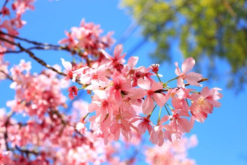 陽明山花季（圖片來源：台北市政府工務局）