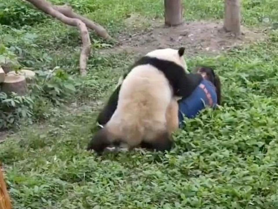 中國功夫熊貓大暴走！硬上女保育員不講武德，恐怖影片曝光。（翻自《每日郵報》）