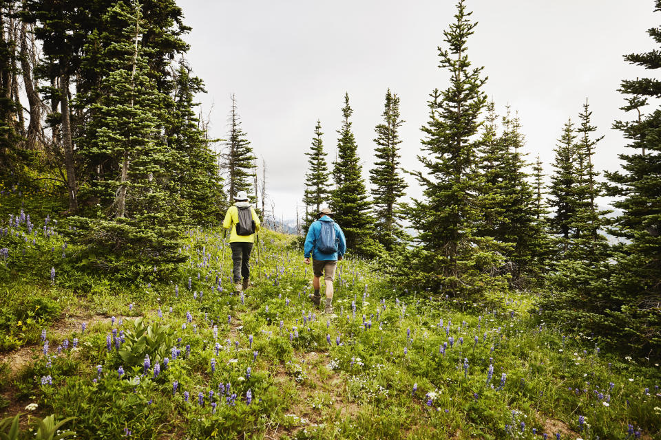 A couple hikes through an alpine forest.