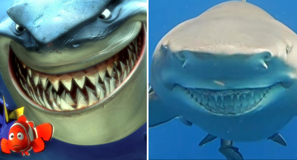 The picture is of two large sharks smiling.