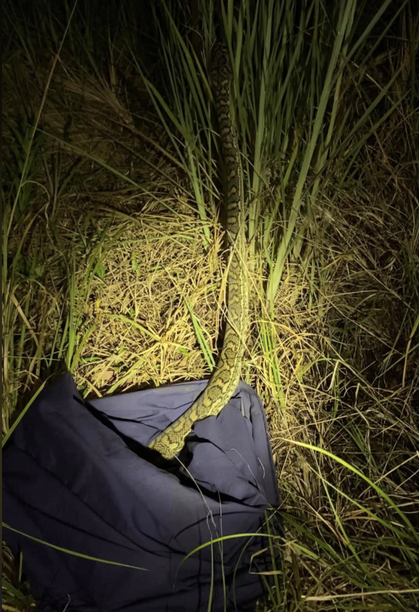 Carpet python shown partially in a snake bag.