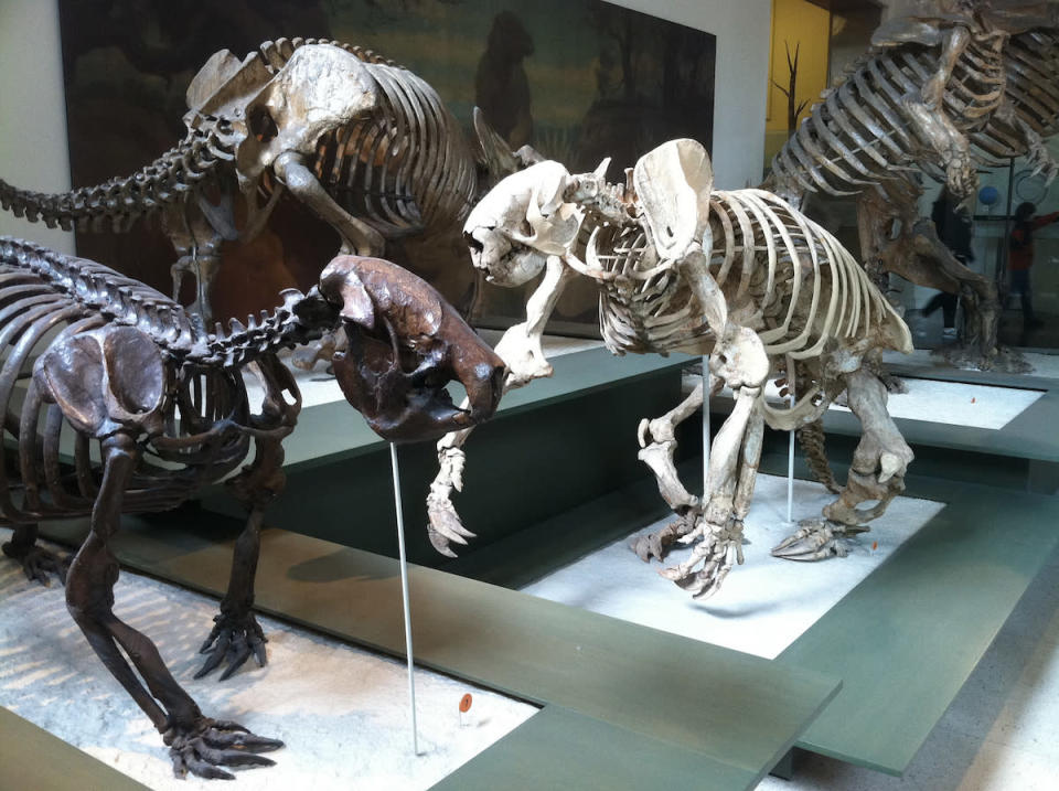 animal skeletons