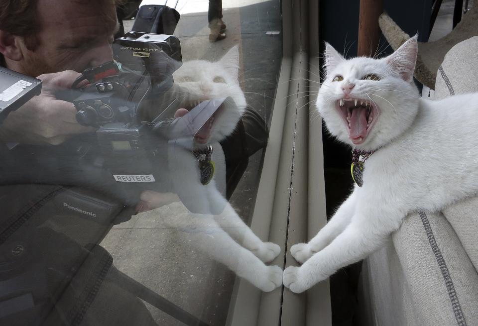 A TV cameraman films a cat at the cat cafe in New York April 23, 2014. The cat cafe is a pop-up promotional cafe that features cats and beverages in the Bowery section of Manhattan.