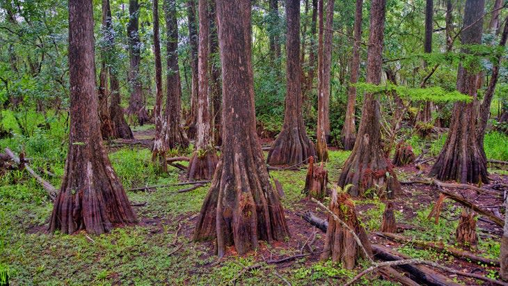 Big Cypress National Preserve -- Florida Trail