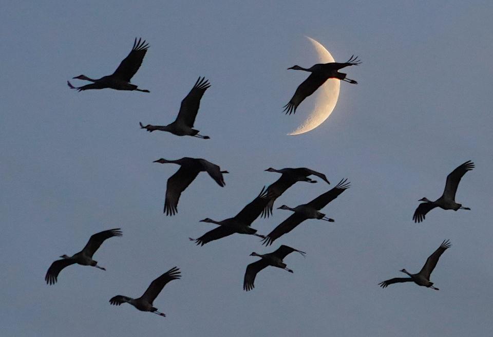 Some folks have seen or heard sandhill cranes cruising high in the sky over Indiana in the past week. These were photographed last November along the Wisconsin River near Baraboo, Wis.