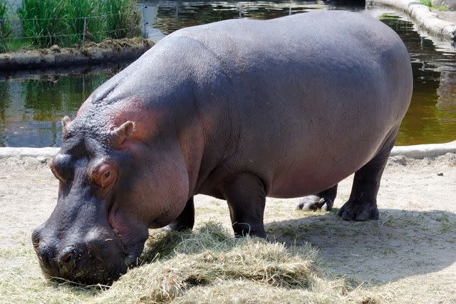 <p>Getty</p> Stock image of a hippo