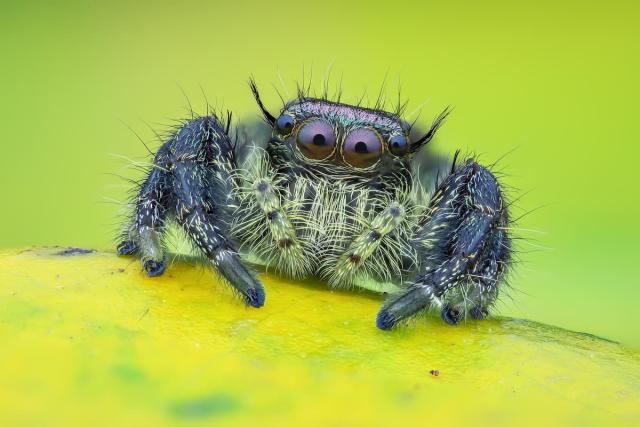 How Jumping Spiders See in Color, Smart News