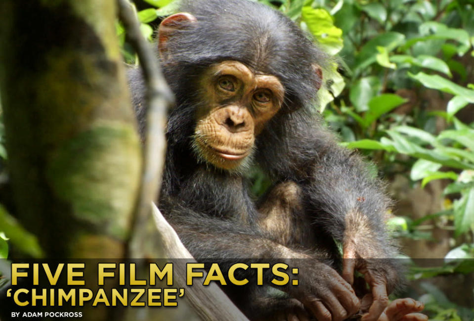 Five Film Facts Chimpanzee