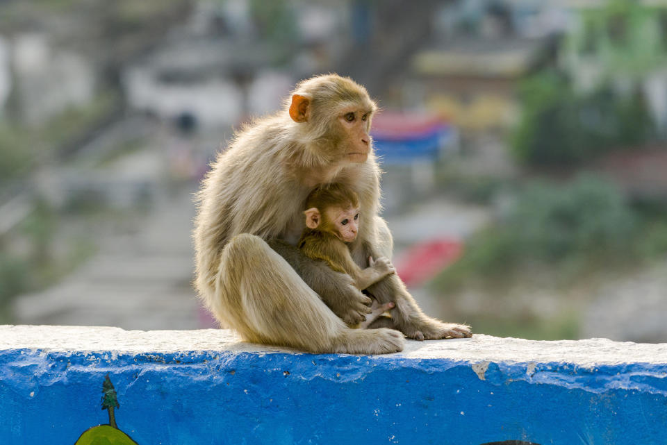 A female rhesus monkey (Macaca mulatta) with a baby sits on a wall high above the holy river Ganges in India in 2012. / Credit: Frank Bienewald/LightRocket via Getty Images