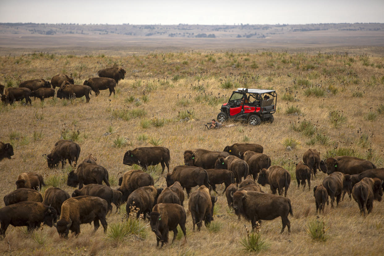 T.J. Heinert, assistant range manager of Wolakota Buffalo Range, takes aim to shoot a buffalo at the range near Spring Creek, S.D. on Friday, Oct. 14, 2022. (AP Photo/Toby Brusseau)