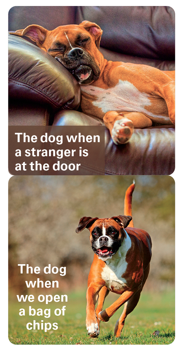 dog jokes meme