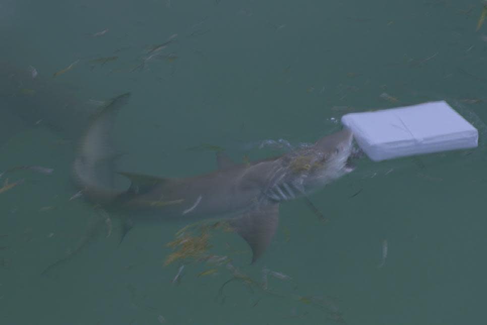 A shark takes a bite out of a dummy bale of coke in 