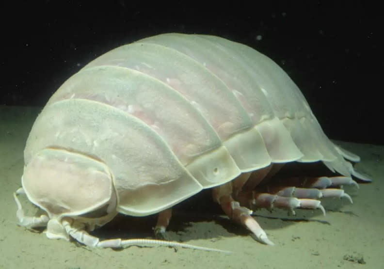 大王具足蟲生活在海底，以各種生物碎屑為主食，非常能耐餓。montereybayaquarium.org