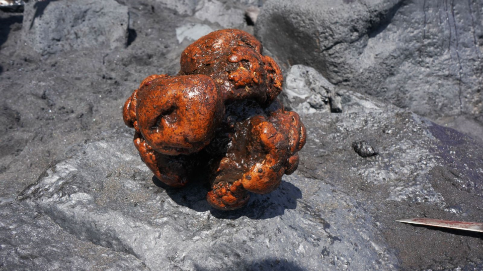 La piedra biliar encontrada en el cachalote en La Palma