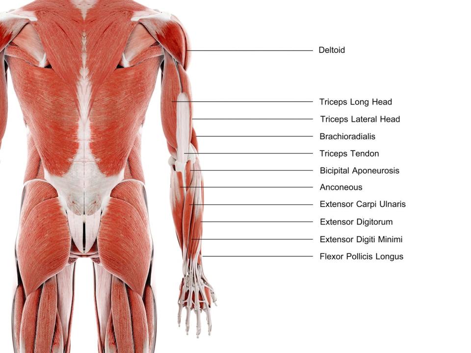 arm muscles, illustration