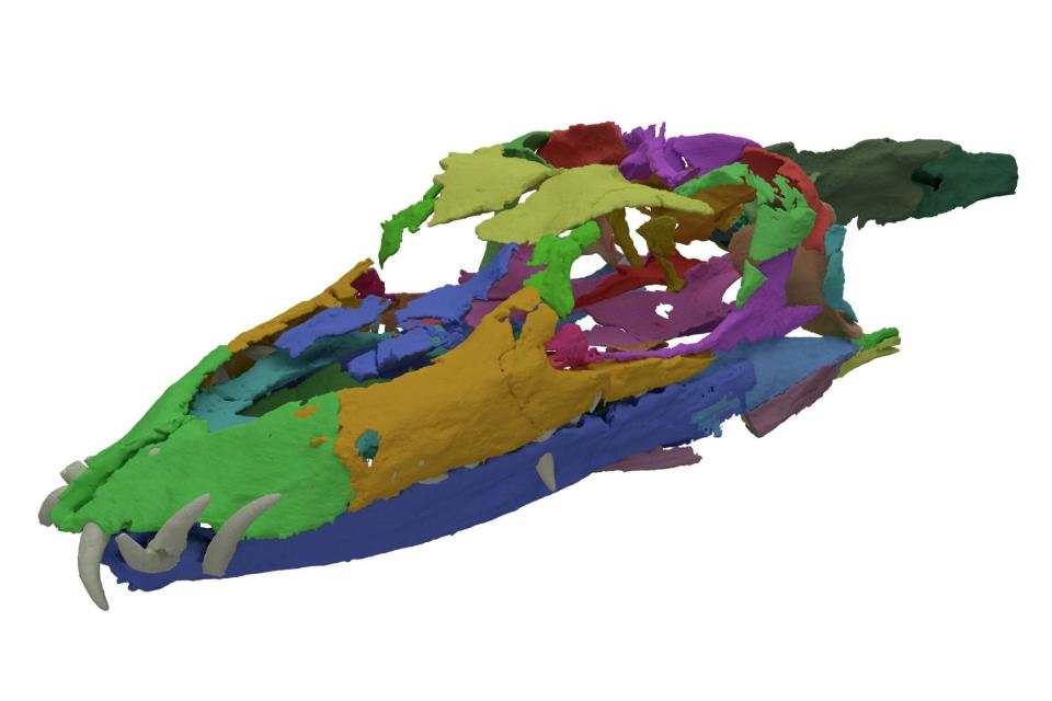 Skull reconstruction revealed Tanystropheus to have 'several very clear adaptations for life in water' (PA)