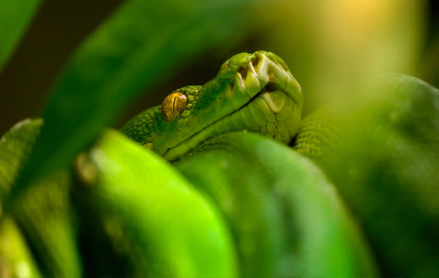 Always treat a snake bite as a medical emergency (Thinkstock photo).