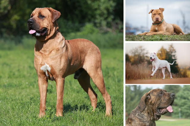 Fila Brasileiro, a Dog Breed from Brazil, Male sitting Stock Photo