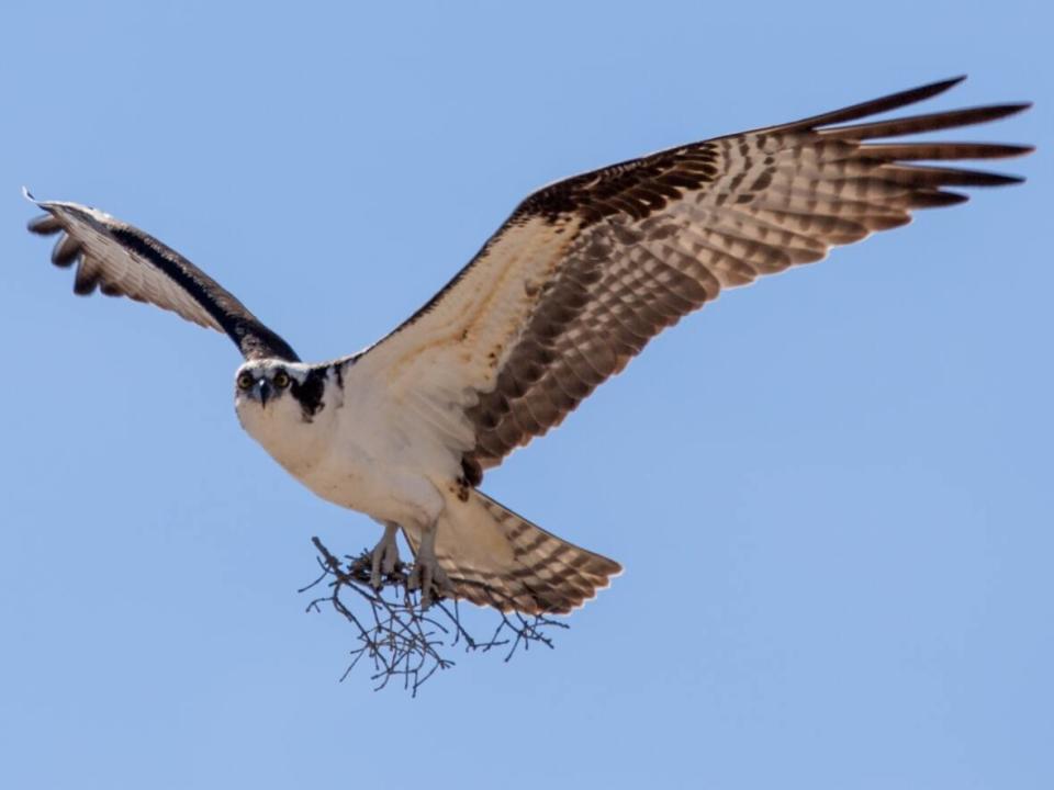 Osprey are among the birds that could be looking for new nesting sites. (Submitted by Andreas Vogt - image credit)