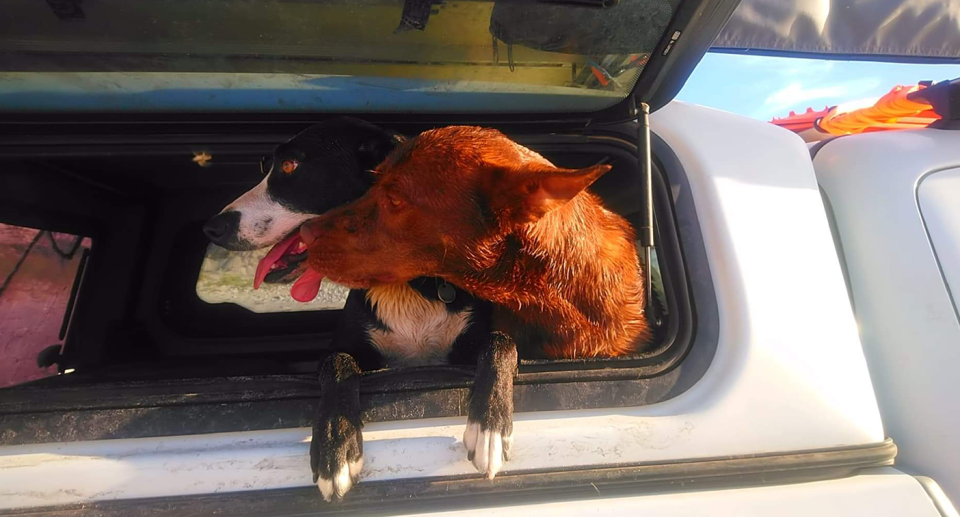 Bear and Luna - two dogs in the back of a car, sticking their head out of the window.
