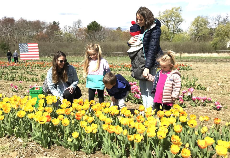 From left, Kathleen Wilbur of Mattapoisett prepares to purchase yellow tulips at Golden Hour Tulips in Berkley on April 18, 2023, while seated next to her daughter, Charlotte and son William. Standing is Wilbur's sister-in-law Maegan Holmes of Braintree with her son Jack and daughter Madeleine.