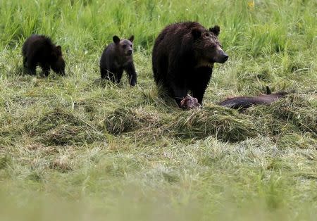 A grizzly bear and her two cubs approach the carcass of a bison in Yellowstone National Park in Wyoming, United States, July 6, 2015. REUTERS/Jim Urquhart