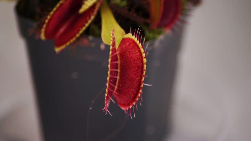 A Venus flytrap is seen rigged with two electrodes during an experiment in a lab at Nanyang Technological University in Singapore