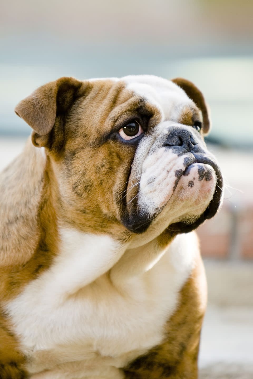 4) Bulldog