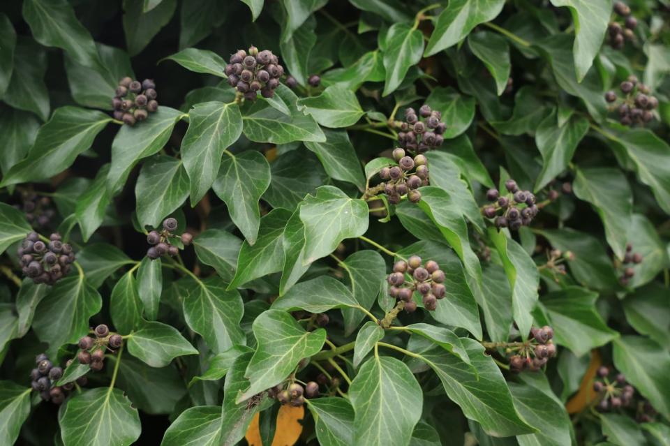 Winter Foliage, Black Berries of an Evergreen Sweet Box Shrub (Sarcococca hookeriana var. digyna 'Purple Stem').