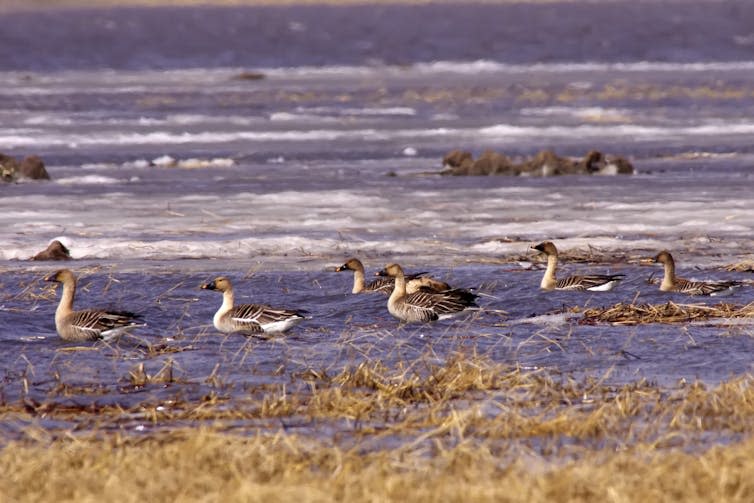 Six geese in shallow water.