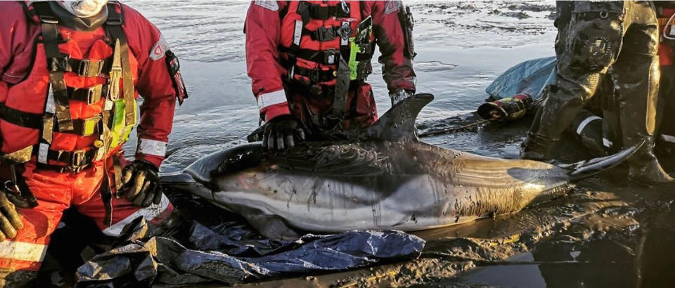 Undated handout photo issued by Essex County Fire & Rescue Service of firefighters rescuing two dolphins after they became stuck in mud near Standford-le-Hope in Essex. PA Photo. Issue date: Monday January 20, 2020. See PA story ANIMALS Rescue. Photo credit should read: Essex County Fire & Rescue Service/PA Wire  NOTE TO EDITORS: This handout photo may only be used in for editorial reporting purposes for the contemporaneous illustration of events, things or the people in the image or facts mentioned in the caption. Reuse of the picture may require further permission from the copyright holder.   