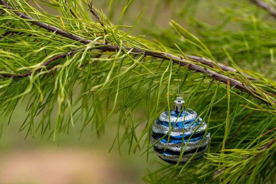 A blue and silver ball Christmas ornament hung on a bright green pine tree branch. Make sure all ornaments, tinsel and decorations are removed before disposing of a real Christmas tree.
