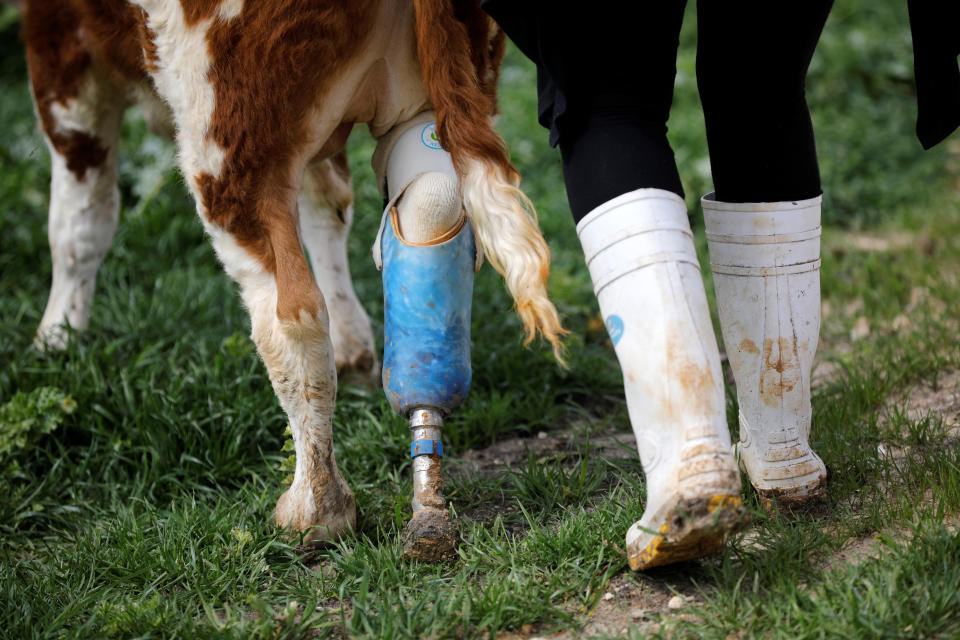 A volunteer walks with Nir, a cow with prosthetic leg at "Freedom Farm" which serves as a refuge for mostly disabled animals in Moshav Olesh, Israel. (Photo: Nir Elias/Reuters)              