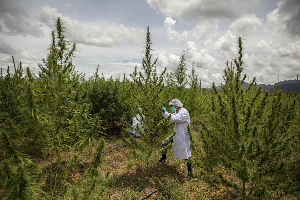 Employees trim marijuana leaves at an outdoor farm.