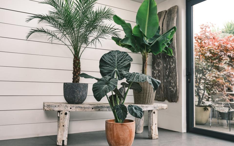 how to keep houseplants alive best way simple add instant character room home decor budget affordable spending go green